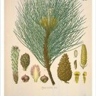 Pine Vintage Botanical Floral Illustration Art Poster 20x30