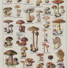VINTAGE FRENCH MUSHROOM CHART poster COLLECTORS exotic specialty 20x30 VINTAGE FRENCH MUSHROOM CHART poster COLLECTORS exotic specialty 20x30