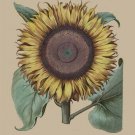 vintage botanical poster THE SUNFLOWER classic form BRIGHT prized 20x30 HOT
