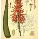 Aloe Vintage Botanical Floral Illustration Art Poster 20x30