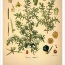 Juniper Vintage Botanical Floral Illustration Art Poster 20x30