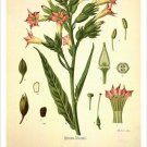 Tobacco Vintage Botanical Floral Illustration Art Poster 20x30