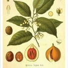 Nutmeg Vintage Botanical Floral Illustration Art Poster 20x30