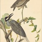 Yellow Crowned Night Heron by John James Audubon Vintage Illustration Art Poster