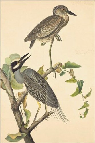 Yellow Crowned Night Heron by John James Audubon Vintage Illustration Art Poster