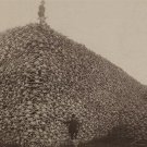 BISON SKULL PILE vintage photo poster HISTORIC UNITED STATES animal 20x30