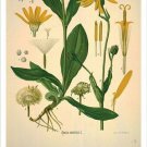 Arnica Vintage Botanical Floral Illustration Art Poster 20x30