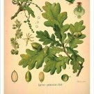 English Oak Vintage Botanical Floral Illustration Art Poster 20x30