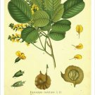 Red Sandalwood Vintage Botanical Floral Illustration Art Poster 20x30