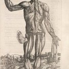 de humani corporis fabrica ANATOMY POSTER 1543 scientific historic 20x30