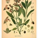 Sage Vintage Botanical Floral Illustration Art Poster 20x30