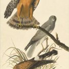 audubon NORTHERN HARRIER BIRD fine art poster COLLECTORS RARE 20x30 prized