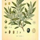 Olive Vintage Botanical Floral Illustration Art Poster 20x30