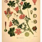 Mallow Vintage Botanical Floral Illustration Art Poster 20x30