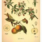 Apple Vintage Botanical Floral Illustration Art Poster 20x30