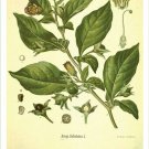 Belladonna Vintage Botanical Floral Illustration Art Poster 20x30