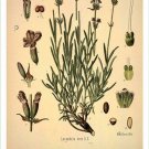 Lavender Vintage Botanical Floral Illustration Art Poster 20x30