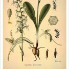 Butterfly Orchid Vintage Botanical Floral Illustration Art Poster 20x30