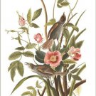 Sea side finch by John James Audubon Vintage Illustration Art Poster 20x30