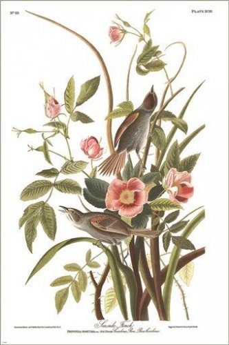 Sea side finch by John James Audubon Vintage Illustration Art Poster 20x30