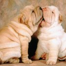 TOO CUTE SHAR-PEI PUPPIES KISSING poster skin folds paws wrinkly faces 20x30