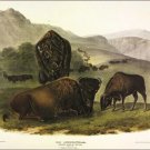 American Bison by John James Audubon Vintage Illustration Art Poster 20x30