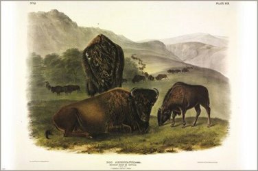 American Bison by John James Audubon Vintage Illustration Art Poster 20x30