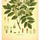 Flowering Ash Vintage Botanical Floral Illustration Art Poster 20x30