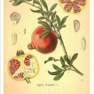 Pomegranate Vintage Botanical Floral Illustration Art Poster 20x30