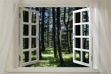 WINDOW INTO THE FOREST scenic poster grass trees sunlight 20x30 peaceful