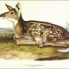Common American Deer (fawn) by John James Audubon Vintage Illustration Art Poste
