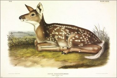 Common American Deer (fawn) by John James Audubon Vintage Illustration Art Poste