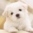 MALTESE PUPPY ADORABLE poster white curly fluffy children love NEW 20x30