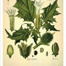 Jimsonweed Vintage Botanical Floral Illustration Art Poster 20x30