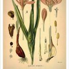Meadow Saffron Vintage Botanical Floral Illustration Art Poster 20x30