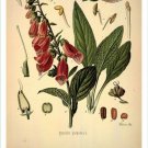 Foxglove Vintage Botanical Floral Illustration Art Poster 20x30