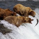GRIZZLY BEARS alaska POSTER chasing fish WATERFALL big bite brown FUR 20x30