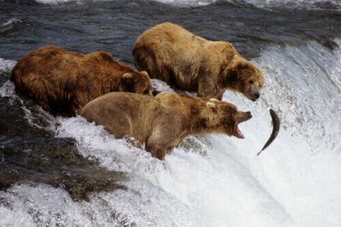 GRIZZLY BEARS alaska POSTER chasing fish WATERFALL big bite brown FUR 20x30
