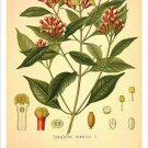 Clove Vintage Botanical Floral Illustration Art Poster 20x30