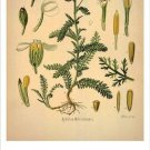 Common Yarrow Vintage Botanical Floral Illustration Art Poster 20x30