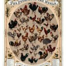 1868 vintage THE POULTRY OF THE WORLD poster 20x30 BREEDS of fowl COLLECTORS