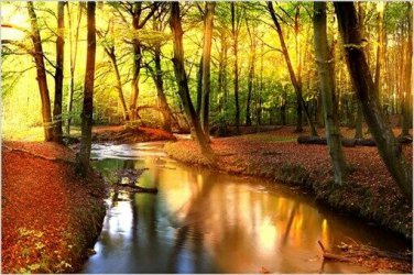 AUTUMN SCENE BY STREAM nature poster FALL COLORS collectors 20x30 rare HOT