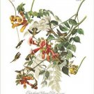 RUBY THROATED HUMMINGBIRD audubon FINE ART BIRD POSTER collectors 20x30 HOT
