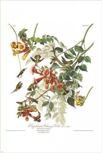 RUBY THROATED HUMMINGBIRD audubon FINE ART BIRD POSTER collectors 20x30 HOT