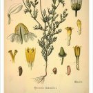 Chamomile Vintage Botanical Floral Illustration Art Poster 20x30
