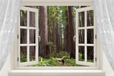 REDWOODS SEQUOIA scenic window poster TALL TREE GROVE unique new 20x30 GEM