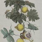 CLASSIC BOTANICAL POSTER pear tree COLLECTORS scientific rare 20x30 INSECTS