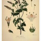 Spearmint Vintage Botanical Floral Illustration Art Poster 20x30