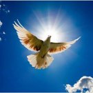 flying dove animal poster BEAUTIFUL SPIRITUAL IMAGE unique collectors 20x30
