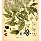 Elder Vintage Botanical Floral Illustration Art Poster 20x30